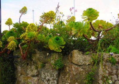 Tropical plants on the path to Mousehole
