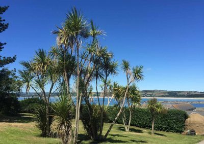 Palm trees at St Michael's Mount
